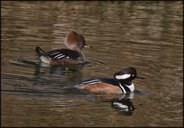 _1SB0219 hooded merganser pair.jpg
